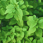 Marjoram Essential Oil